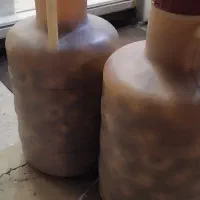 ترشی سیر