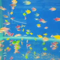 ماهی گوشتخوار و گیاهخوار|ماهی|شیراز, کوشک میدان|دیوار