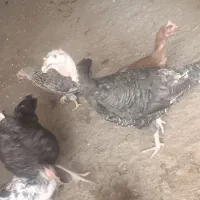 بوغلمون ماده|حیوانات مزرعه|کرمان, |دیوار