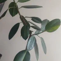 گل فیکوس با گلدان