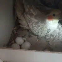 عروس هلندی،طوطی برزیلی،مرغ عشق|پرنده|سنندج, |دیوار