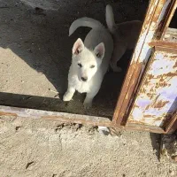 توله پاکوتاه