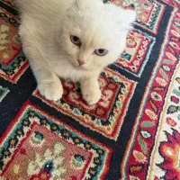 گربه اسکاتیش|گربه|کرمان, |دیوار