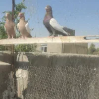 کفتر سینه|پرنده|شیراز, شهرک گلها|دیوار