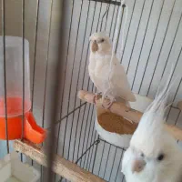 عروس هلندی البینو