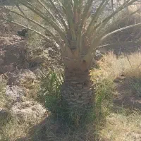 جونگ فروشی جاگردونی و کوچیک|گل و گیاه طبیعی|نرماشیر, |دیوار