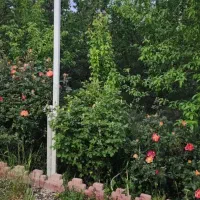 اجاره روزانه ویلا ماهدشت(کرج)|اجارهٔ کوتاه‌مدت ویلا و باغ|ماهدشت, |دیوار