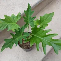 گل شفلرا ابلق و سبز .نخل ماداگاسکار. بنسای