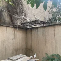۴عدد کبوتر فروشی