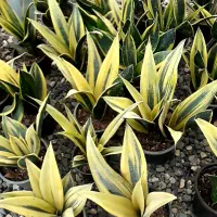 گلفروشی پرنده بهشتی|گل و گیاه طبیعی|خان ببین, |دیوار