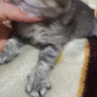 گربه اسکاتیش ۳ عدد|گربه|مشهد, دانشجو|دیوار