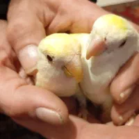طوطی برزیلی کاملا اهلی بزرگ شده با سریلاک