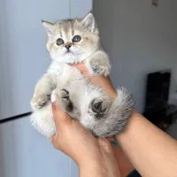 گربه بریتیش گلدny24 اصیل