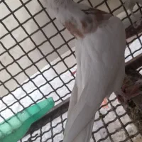 فروشی|پرنده|لردگان, |دیوار