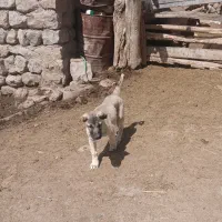 واگذاری توله سگ