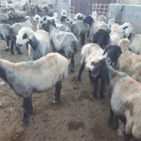 فروش گوسفند|حیوانات مزرعه|مرودشت, رودبال|دیوار