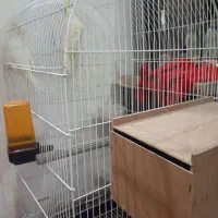 عروس پاریس|پرنده|کارون, |دیوار