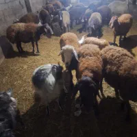 گوسفند آبستن سنگین و بره دار|حیوانات مزرعه|سراب, |دیوار