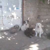 شینزو