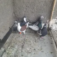 کفتر یا کبوتر