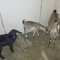 کهره جمولی|حیوانات مزرعه|قشم, |دیوار