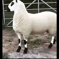 پخش و قصابی درمحل زنده بره بزغاله گوسفند 25به بالا