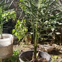 گل وگیاه|گل و گیاه طبیعی|رودسر, |دیوار