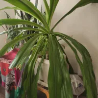 گل سوسن سایز بزرگ