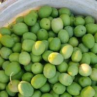 زیتون سبزمانزانیلا