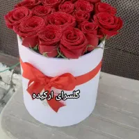 گل رز هلندی