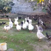 فروش غاز|حیوانات مزرعه|ساری, |دیوار