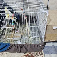 پرنده|پرنده|گراش, |دیوار