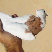 طوقی زرد خال سیاه ، هفت‌رنگ خطی...|پرنده|قزوین, |دیوار