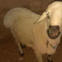 بره نر چاق تازه