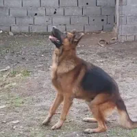 سگ ژرمن شیپرد نر|سگ|آمل, |دیوار