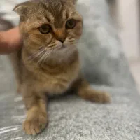 اسکاتیش فولد