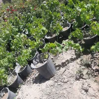 نهال و درخت انگور