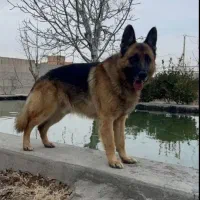 سگ ژرمن شپرد اصیل