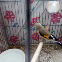 سهره ماده چهار گل و دو جوجه سهره