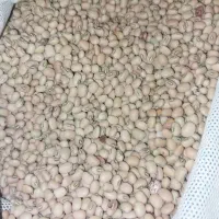 ۵۰۰کیلو لوبیا قرمز دارم تا ۱تن هم