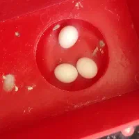 *3 عدد مرغ عشق خوشرنگ*|پرنده|شاهینشهر, شهرک ردانی پور|دیوار