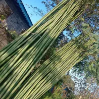 بامبو با کیفیت|صنایع دستی و سایر لوازم تزئینی|پیربازار, |دیوار