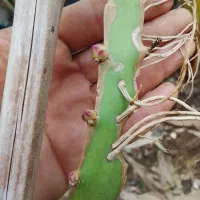 نهال دراگون فروت|گل و گیاه طبیعی|لاهیجان, آهندان|دیوار