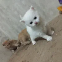 پرشین گلد -اسکاتیش کارامل،پرشین سفید|گربه|تبریز, |دیوار