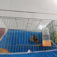 نر دارچینی دیوانه