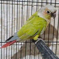 طوطی گرینچیک نر دلوته ،دایولت
