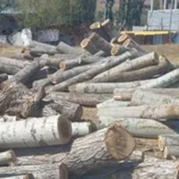 خرید چوب نقدیتماس