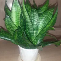 گل سانسوریا پا کوتاه