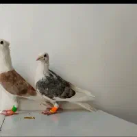 ۵ تا کفتر|پرنده|تربتحیدریه, یحیی آباد|دیوار