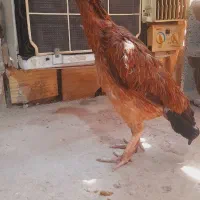 خروس و مرغ